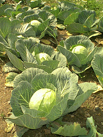 [Imagine: Cabbages.jpg]